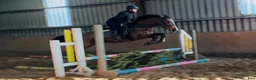 Allround hästar till salu: 6yo Allrounder mare 15,2hh i Ljungby - Annons 1