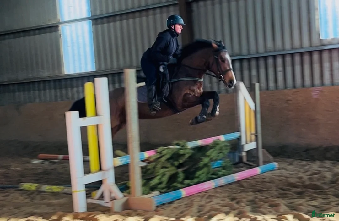 Allround hästar till salu: 6yo Allrounder mare 15,2hh i Ljungby - Annons 1