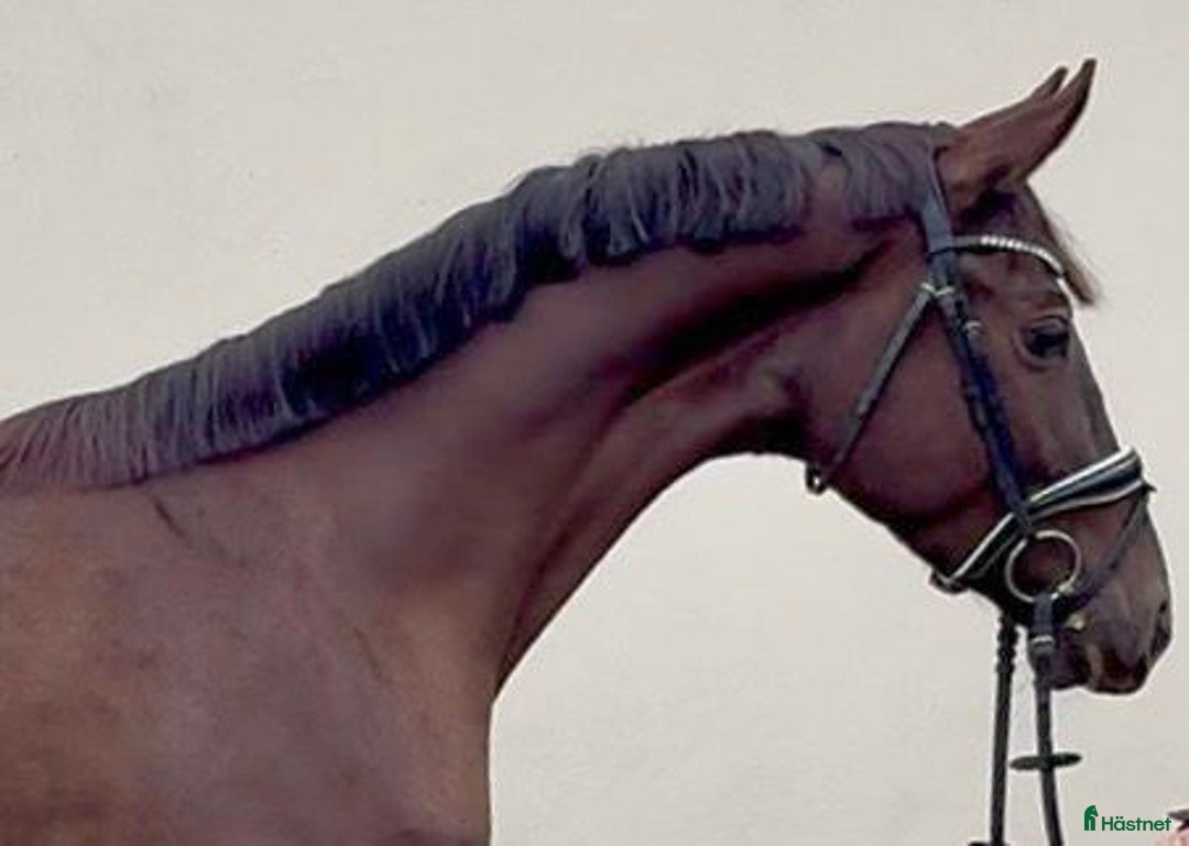 Allround hästar till salu: Top prospect you are looking for-dressage/jumping i Örsundsbro - Annons 5