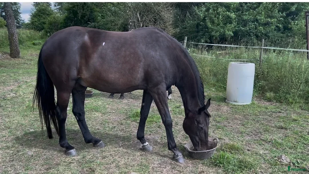 Avelshästar hästar till salu: Sto till avel i Halmstad - Annons 3