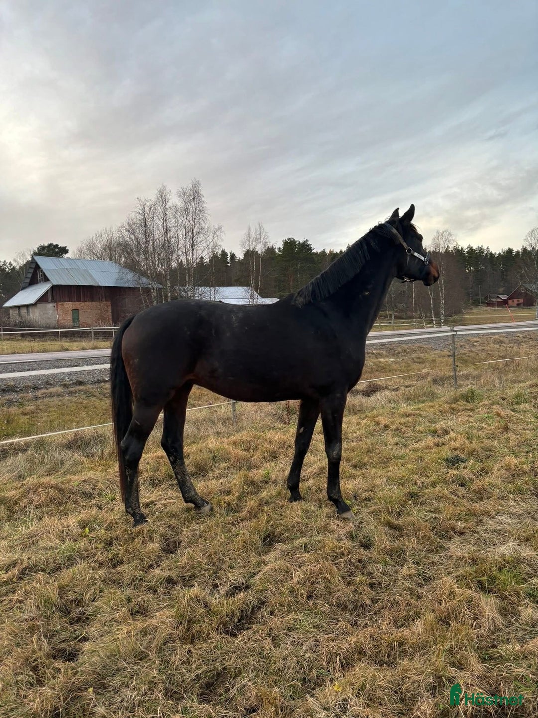 Avelshästar hästar till salu: Komplett avelsto e: Fürstenball i Årjäng - Annons 1