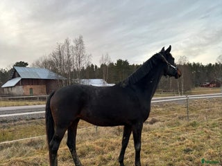 hästar Komplett avelsto e: Fürstenball i Årjäng - Annons 1