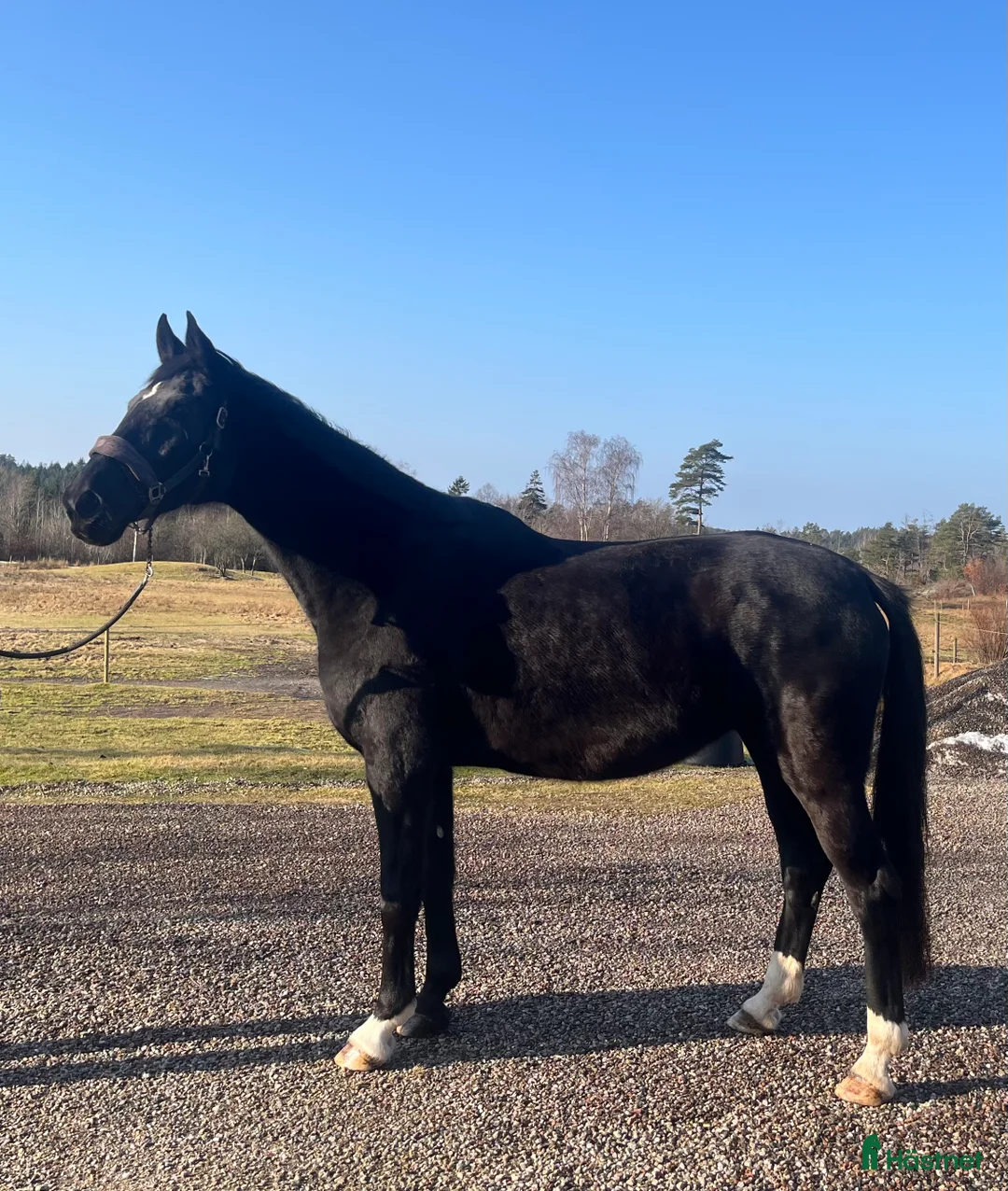 Avelshästar hästar till salu: Svart Avelssto med toppstam - Annons 1