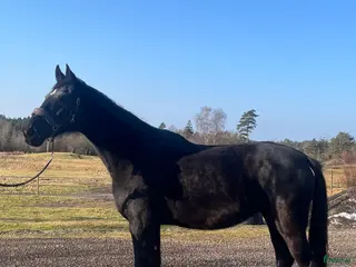 hästar Svart Avelssto med toppstam - Annons 1