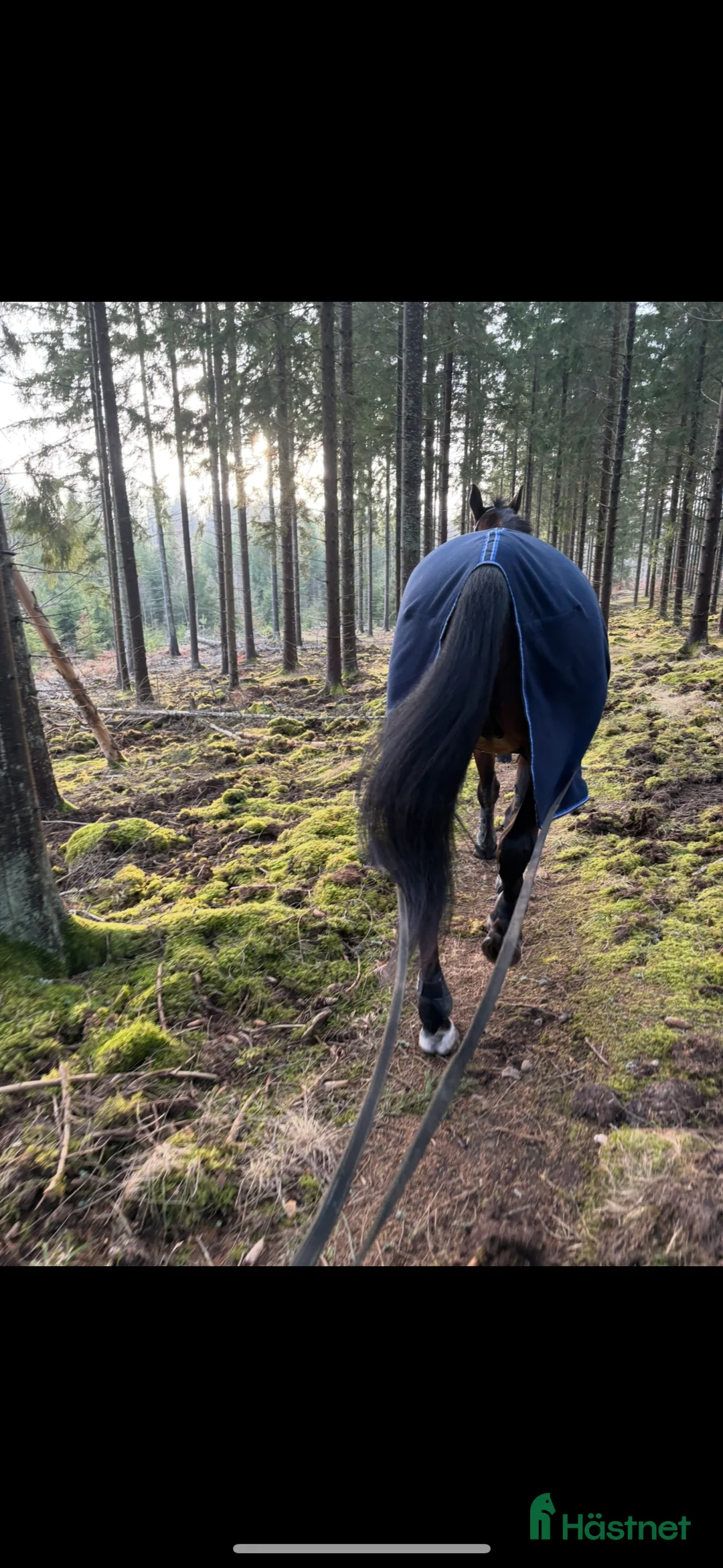 Allround hästar till salu: Skogsmulle - Annons 4
