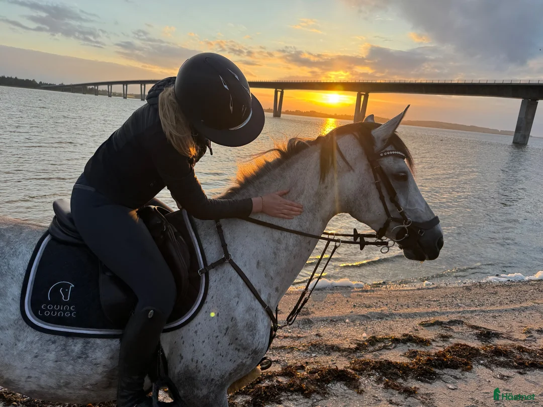Hoppning hästar till salu: Schoolmaster, childenhäst, juniorhäst - Annons 5