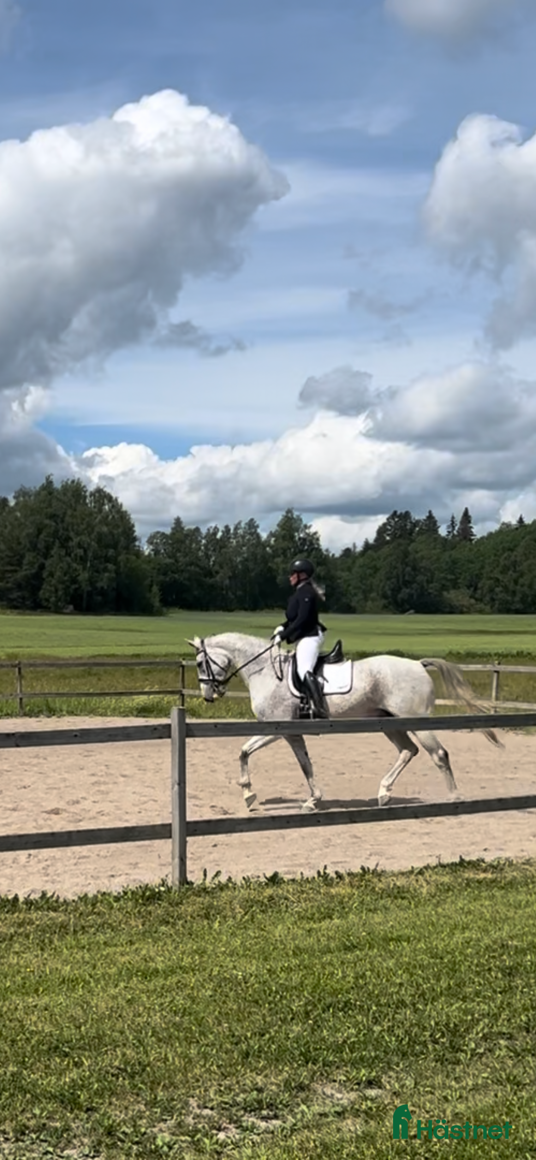  medryttarhäst finnes: Trevligt sto söker medryttare i Ekerö - Bild 8