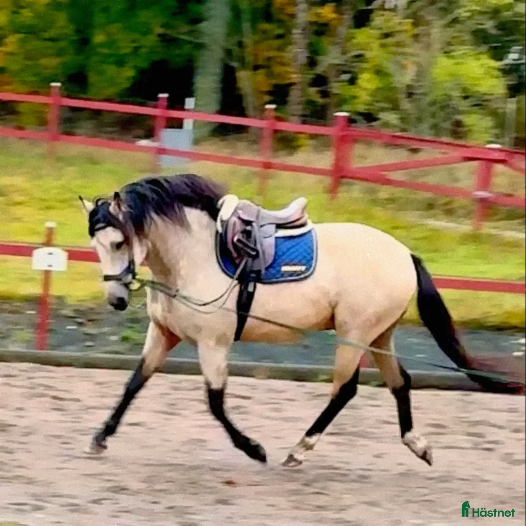 Allround hästar till salu: Prepartbreed åring  i Perstorp - Annons 2