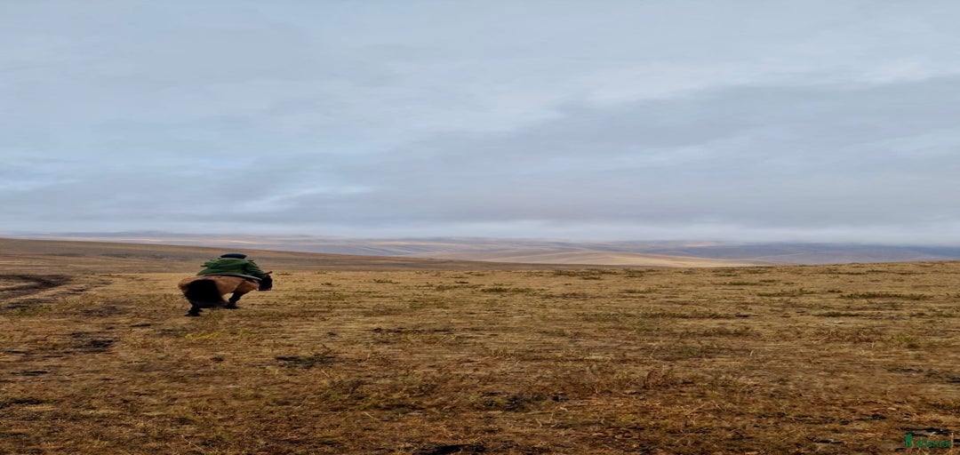 Galleribild {{count}}