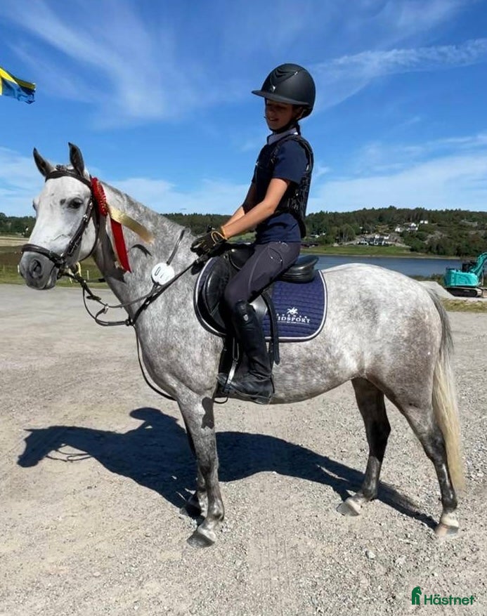  hästar Tillfälle! B-ponny för de största klasserna - Annons 12