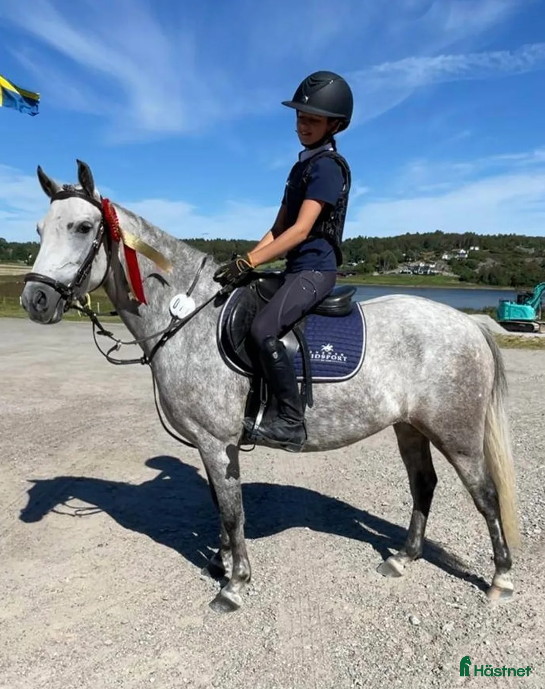 Hoppning hästar till salu: Tillfälle! B-ponny för de största klasserna - Annons 1