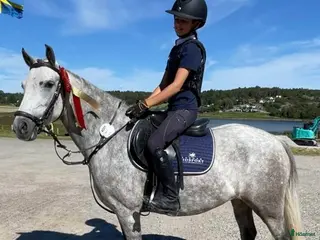 hästar Tillfälle! B-ponny för de största klasserna - Annons 12