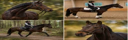 Dressyr hästar till salu: Lovande SWB-valack med framtiden framför sig. - Annons 1