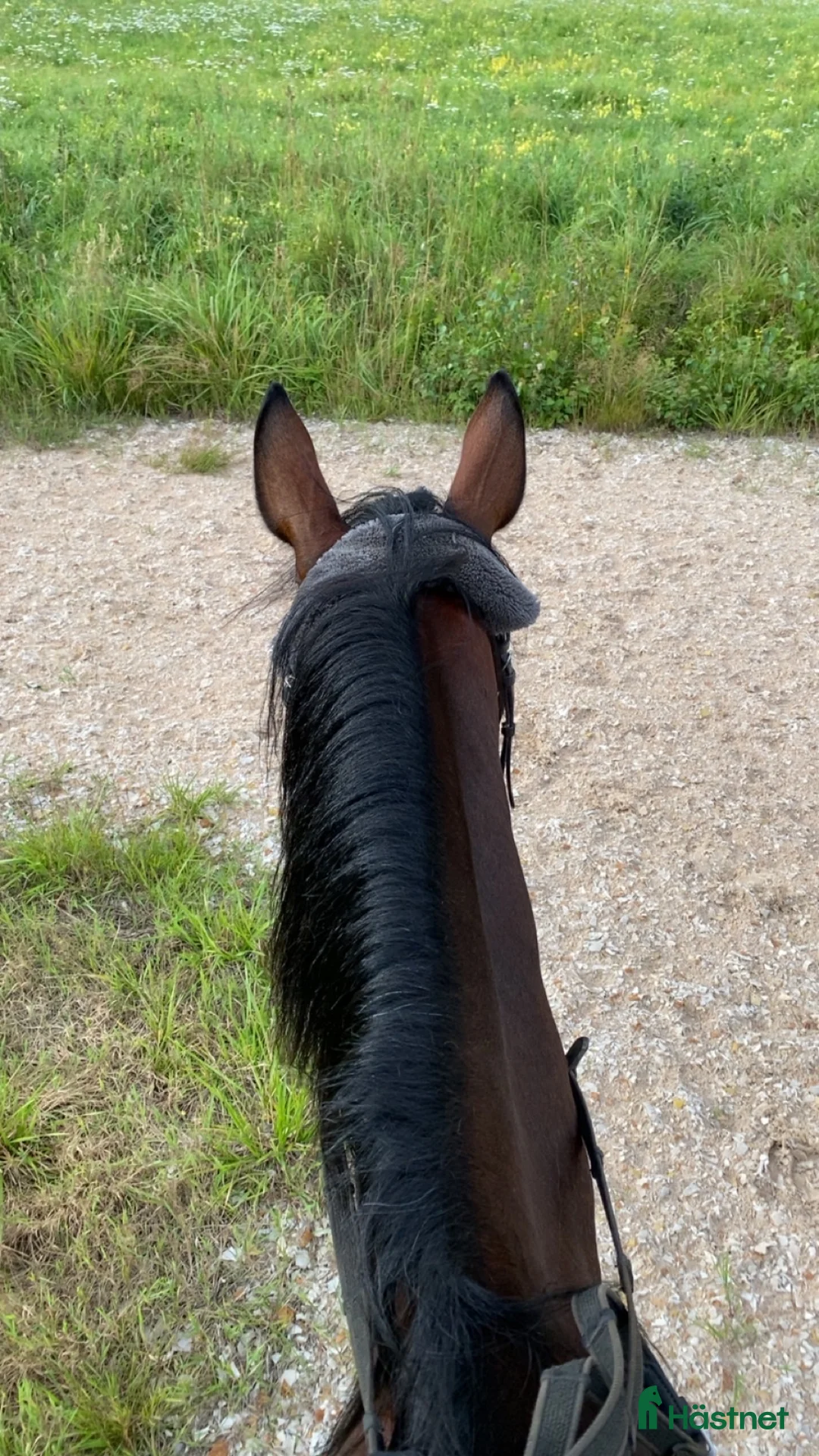 Övrigt hästar till salu: SMÅTT AKUT🌟Inriden travare🌟 - Annons 6