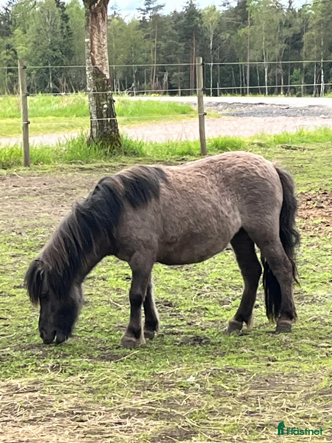 Allround hästar till salu: Underbara Inez i Långaryd - Annons 5