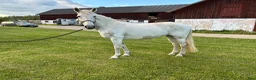 Dressyr hästar till salu: Klass 1 connemara till avel eller hobbyridning  - Annons 3