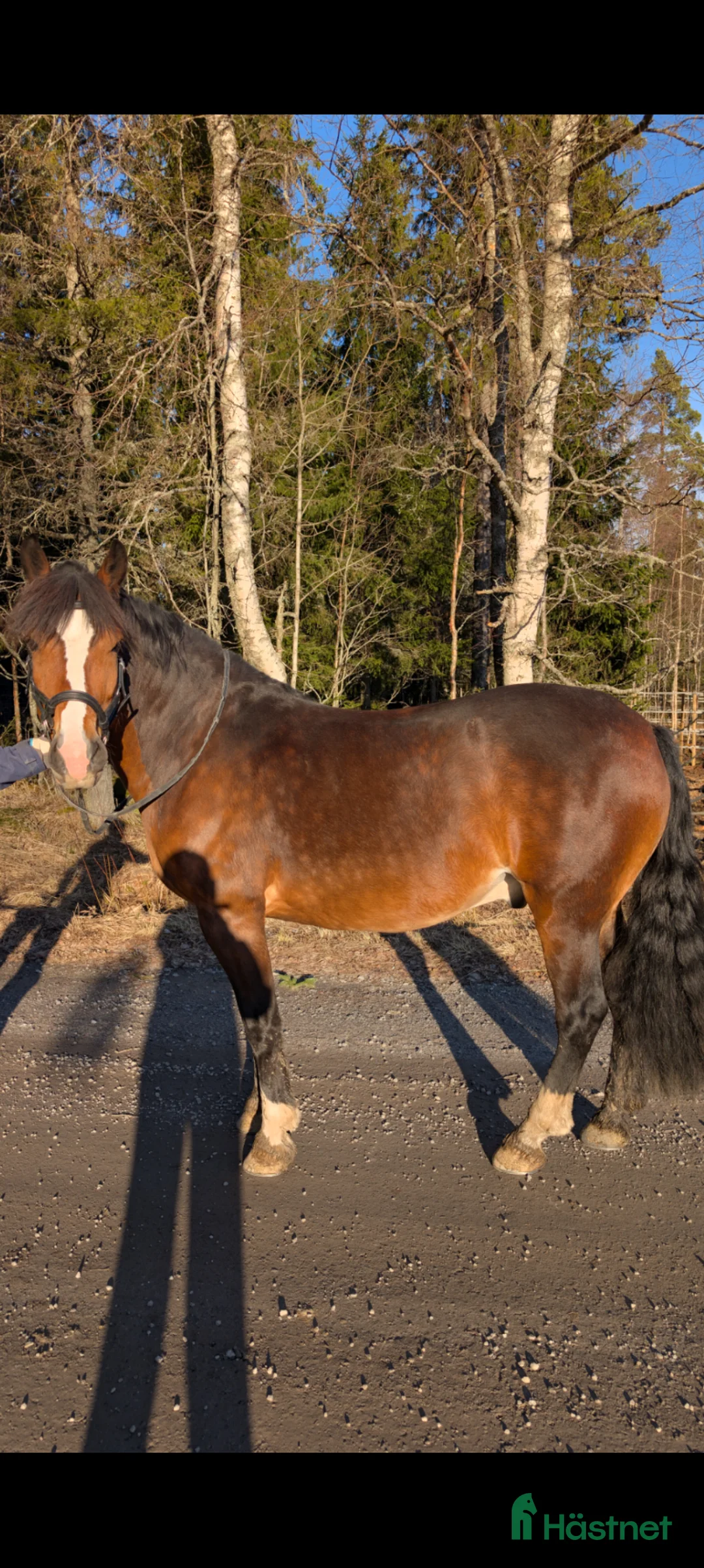 Sällskap hästar till salu: Mysig valack till hobby/skogsridning - Annons 2