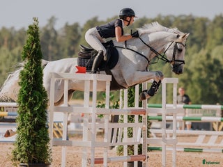 hästar Sagohäst till salu i Visby - Annons 2
