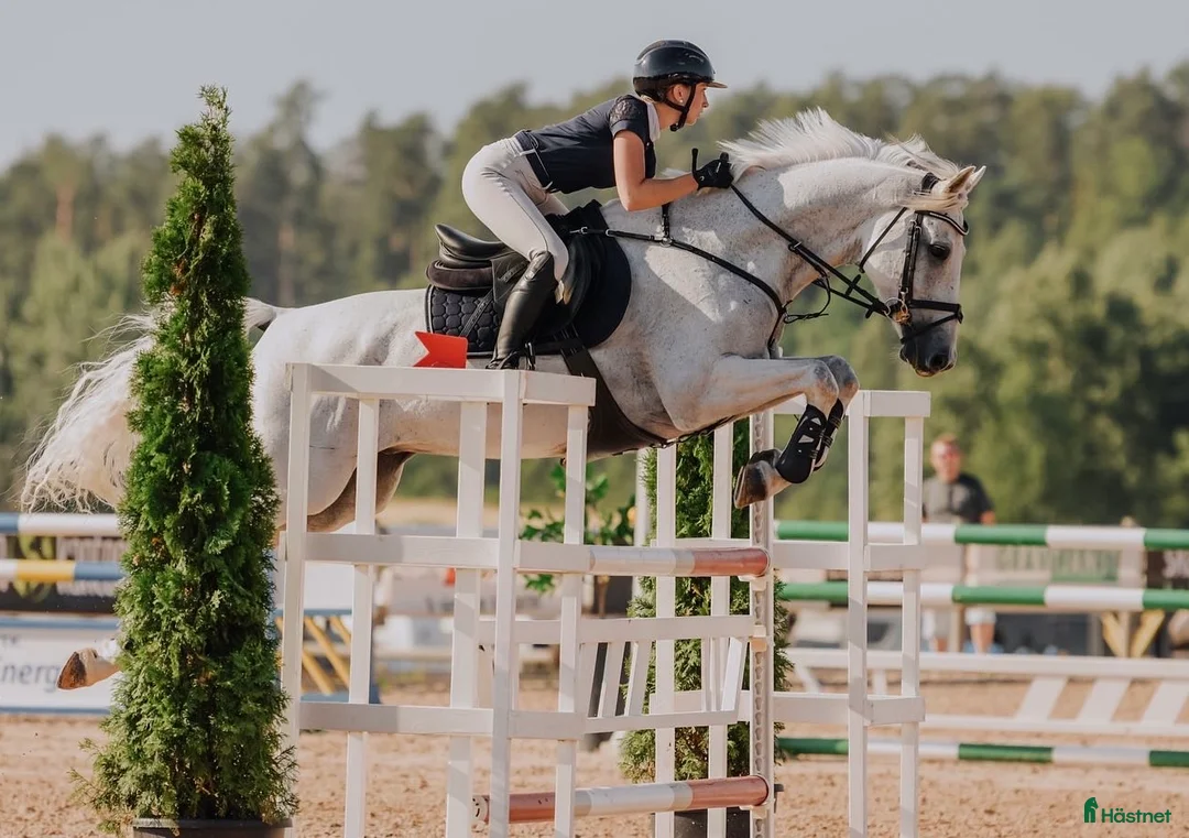 Allround hästar till salu: Sagohäst till salu i Visby - Annons 1