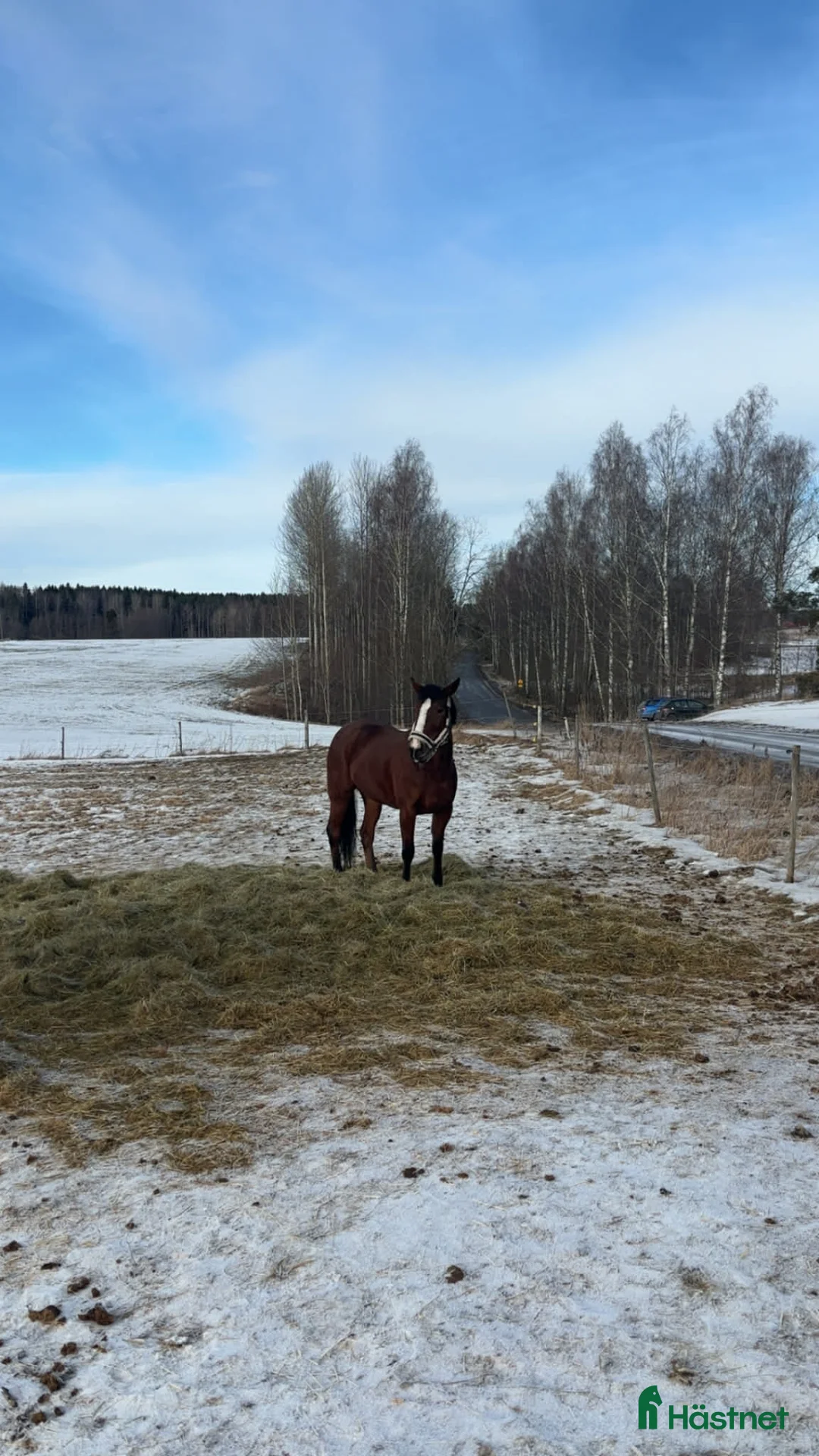 Allround hästar till salu: Akut! Sto söker nytt hem - Annons 4