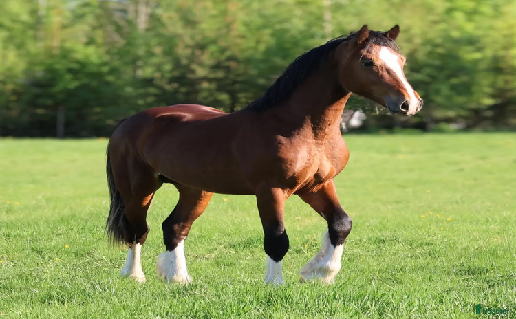  hästar Vacker och välstammad welsh cob hingst i Kil - Annons 9