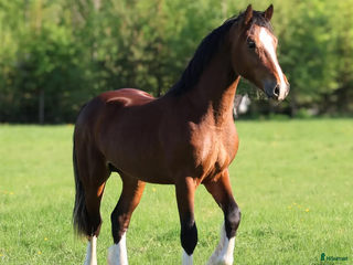 hästar Vacker och välstammad welsh cob hingst i Kil - Annons 10