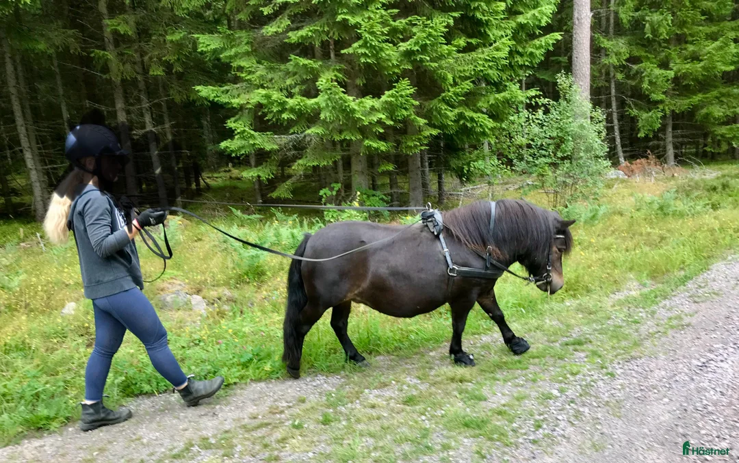 Sällskap hästar till salu: Sällskapsponny söker nytt hem i Mullsjö - Annons 2
