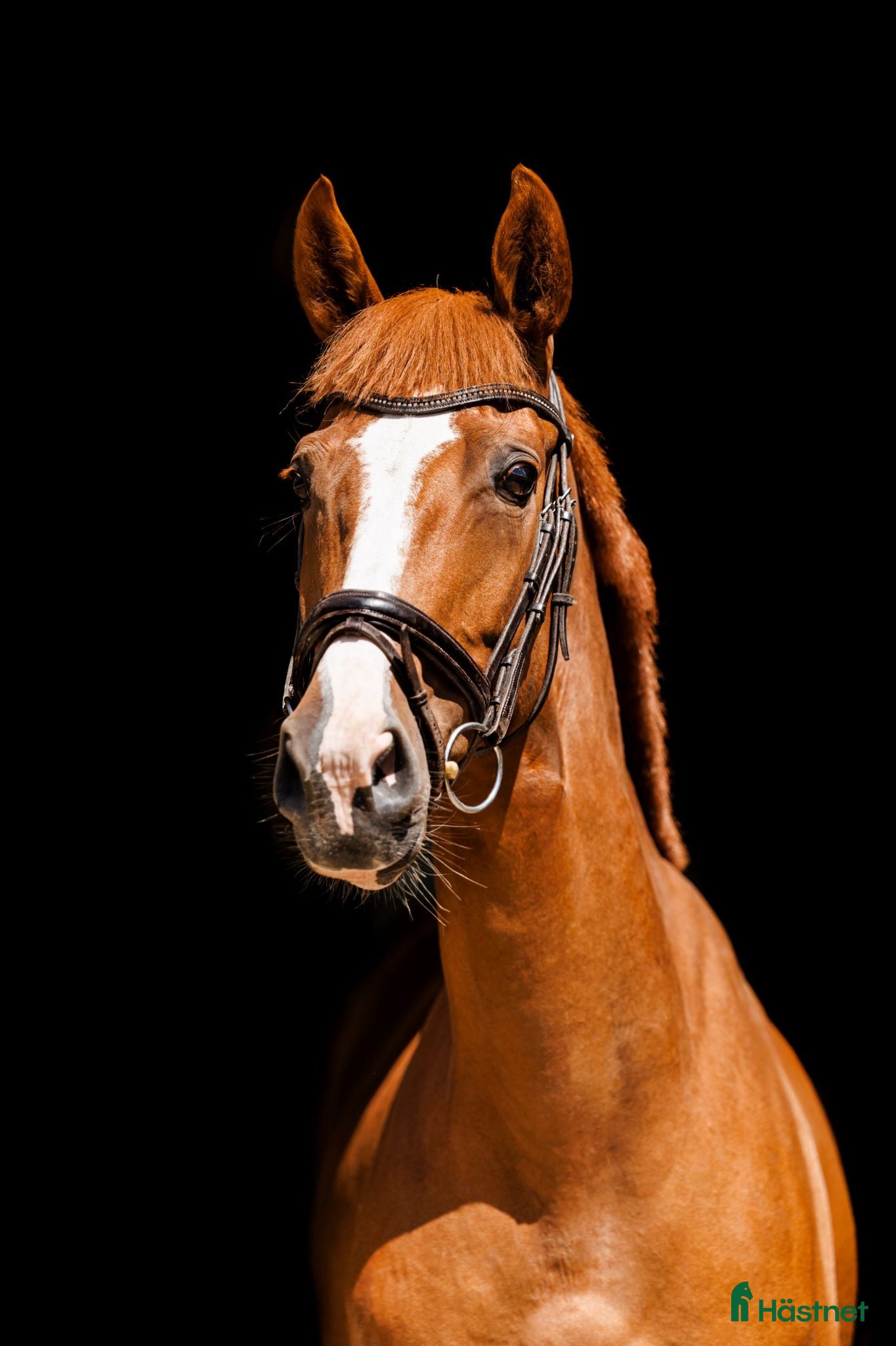 Allround hästar till salu: Beautiful 5yo trakehner mare  - Annons 1