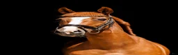 Allround hästar till salu: Beautiful 5yo trakehner mare  - Annons 1