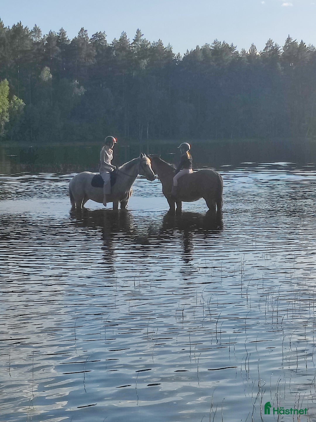 Fälttävlan hästar till salu: Exceptional schoolmaster for any discipline - Annons 2