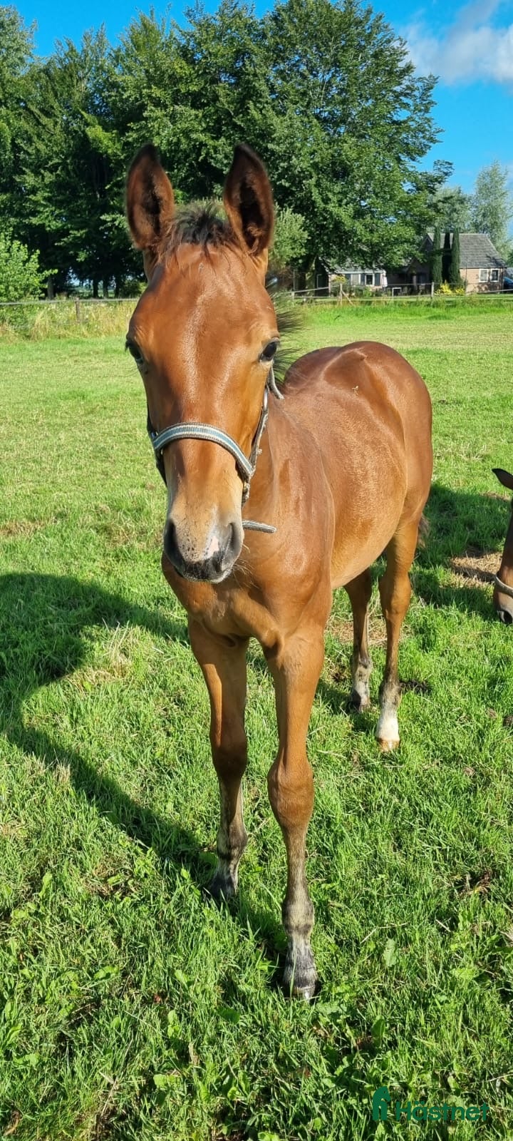 hästar Hingstföl e Chacco-Blue x Vigo D’Arsouilles i Stockholm - Annons 8