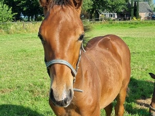 hästar Hingstföl e Chacco-Blue x Vigo D’Arsouilles i Stockholm - Annons 3
