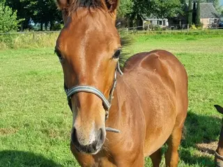 hästar Hingstföl e Chacco-Blue x Vigo D’Arsouilles i Stockholm - Annons 3