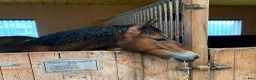 Allround hästar till salu: Welsh Cob-sto med kvalitet, stam & framtid🌟 - Annons 6
