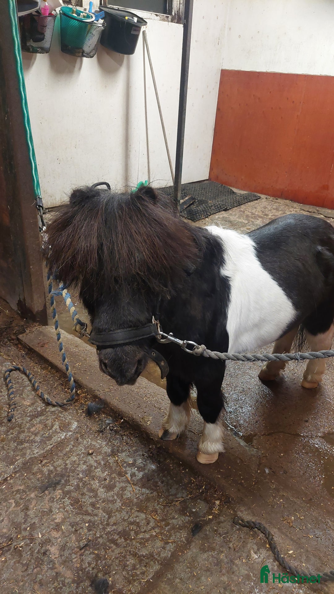 Sällskap hästar till salu: Världens godaste  i Klockrike - Annons 2