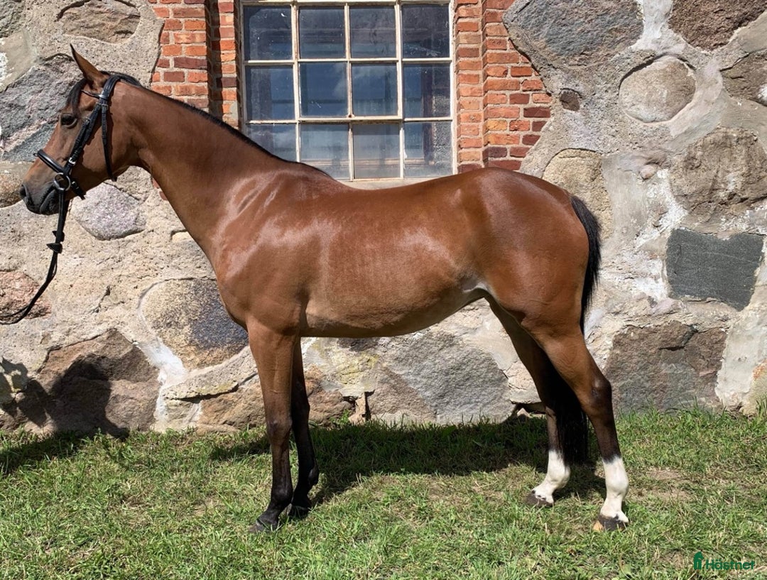 Allround hästar till salu: SNYGG TÄVLINGSPONNY!💫 i Mörarp - Annons 3