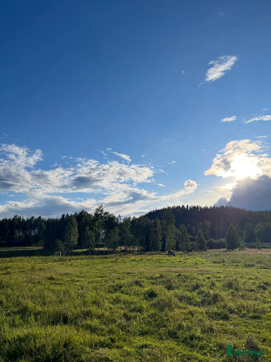  stallplats finnes: Boxplatser i Norr Amsberg i Borlänge. i Borlänge - Annons 4