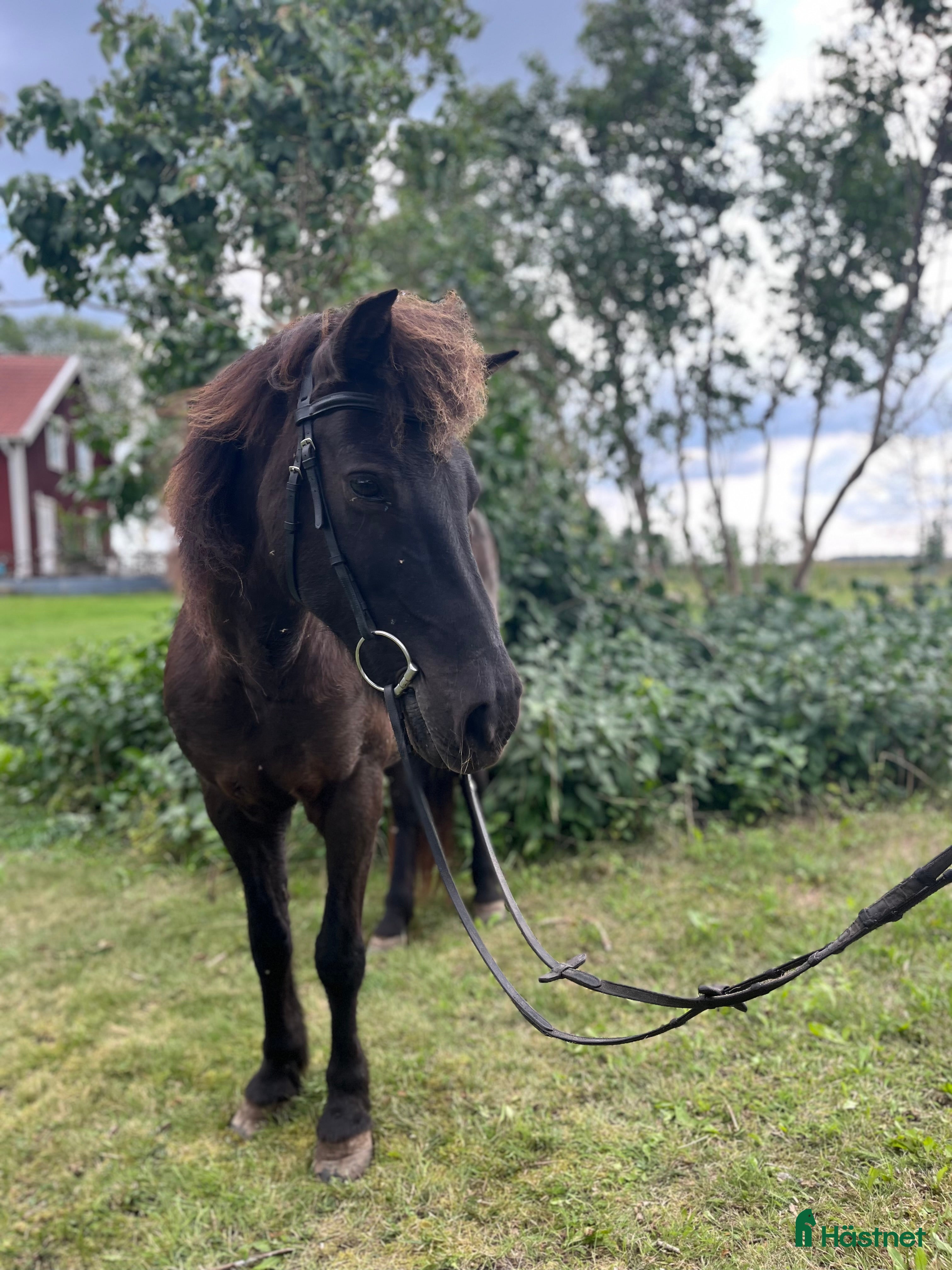  hästar Sto med personlighet i Norrtälje - Annons 3