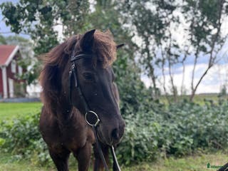 hästar Sto med personlighet i Norrtälje - Annons 4