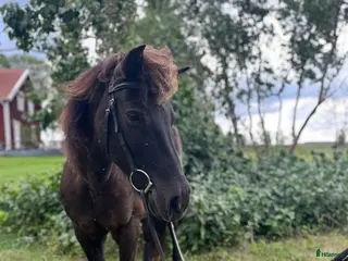 hästar Sto med personlighet i Norrtälje - Annons 3