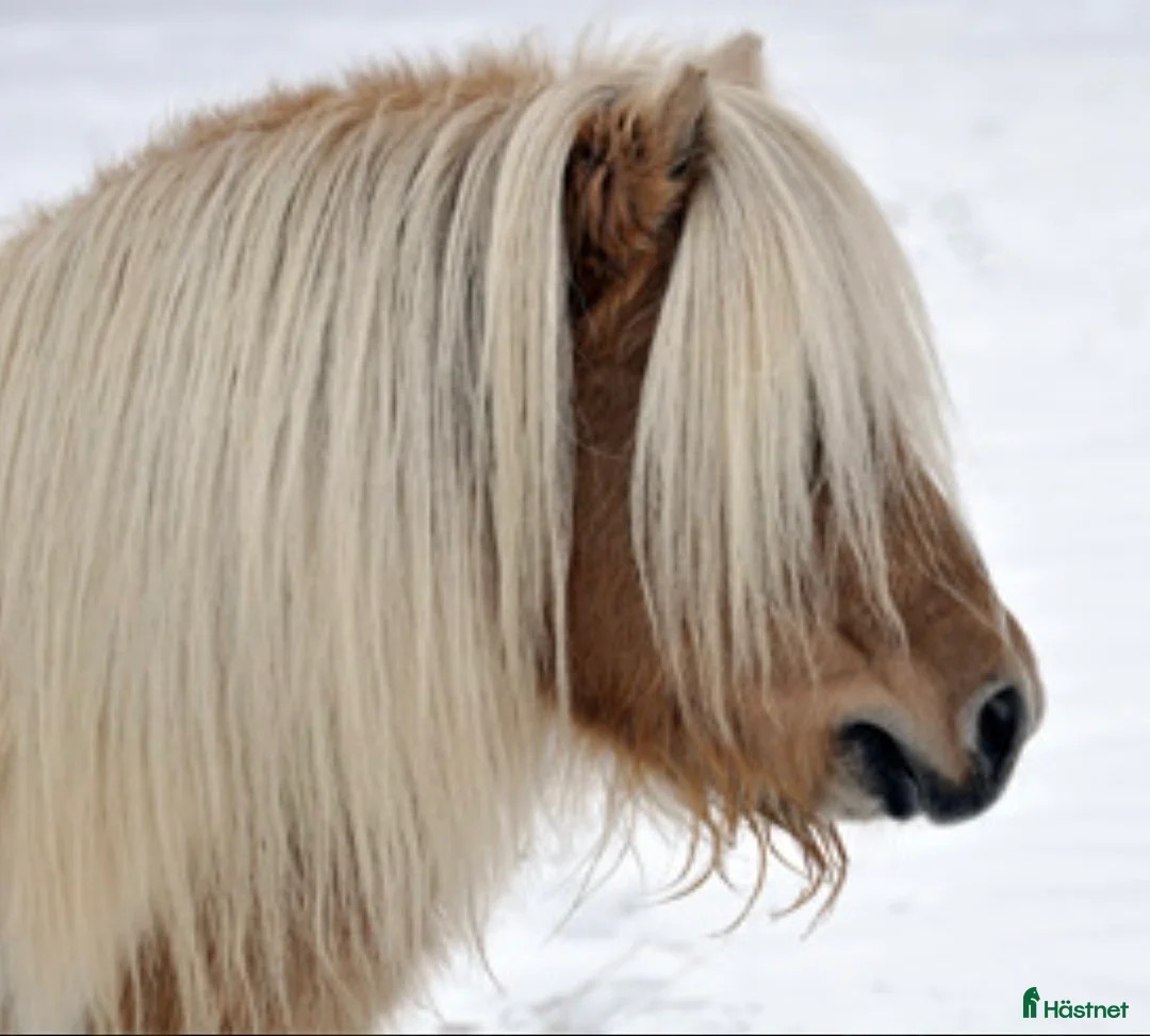 Allround hästar till salu: Gotlandsruss & Shetland - Annons 10
