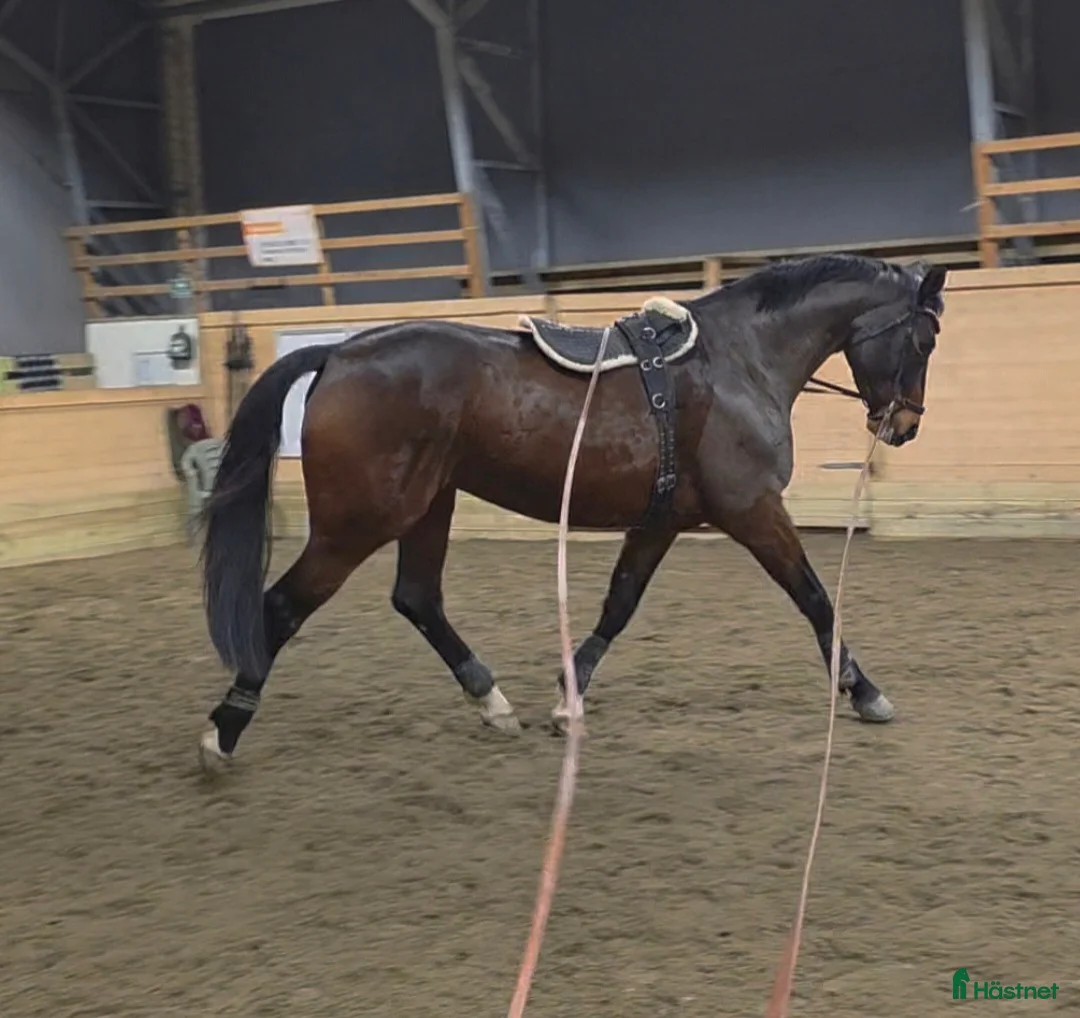 Hoppning hästar till salu: Hopp el fälttävlanshäst  - Annons 1