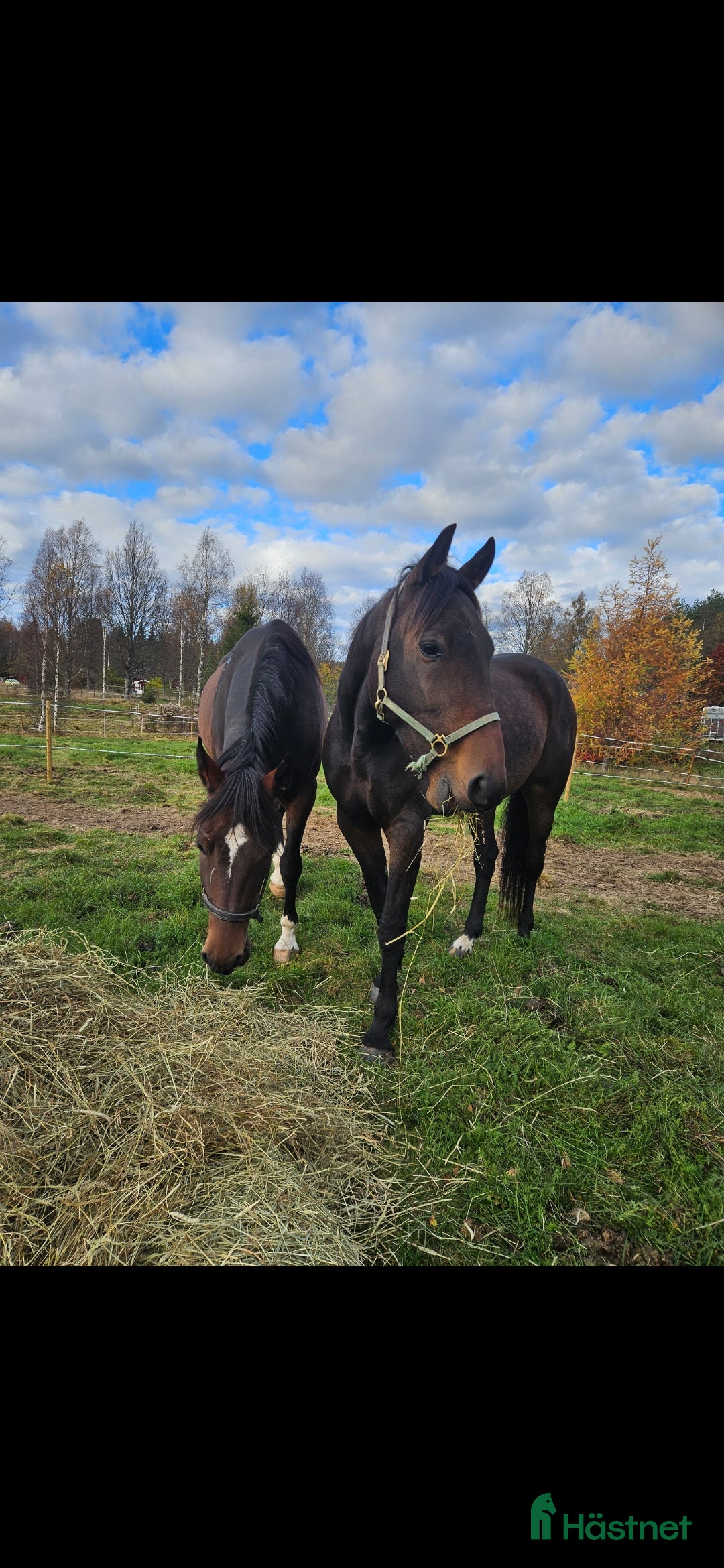 Allround hästar till salu: Sto & valack säljes eller foder  i Filipstad - Annons 1