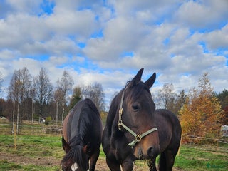 hästar Sto & valack säljes eller foder i Filipstad - Annons 9