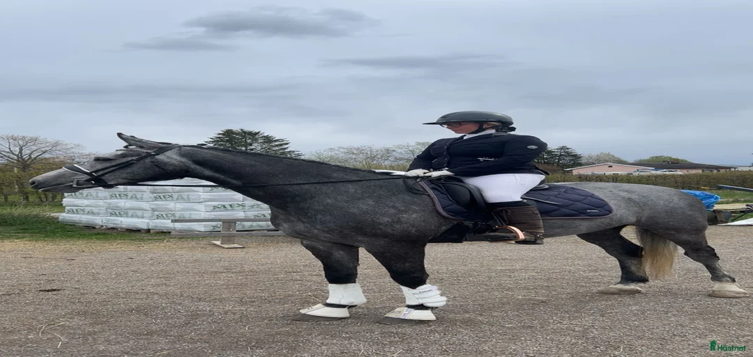 Galleribild {{count}}