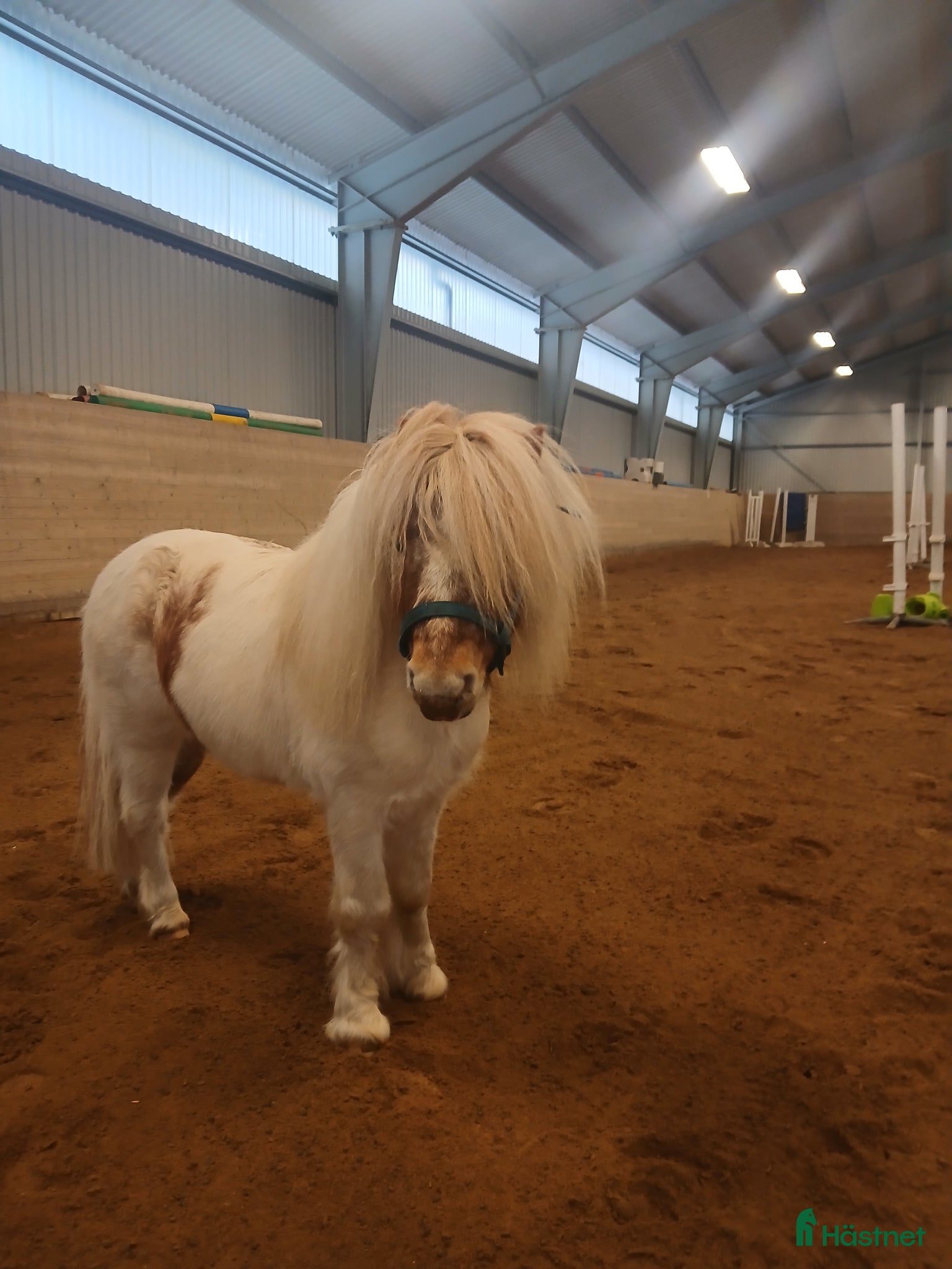  hästar Lilla Bob letar ett hem utan små barn! - Annons 4