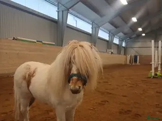 hästar Lilla Bob letar ett hem utan små barn! - Annons 4