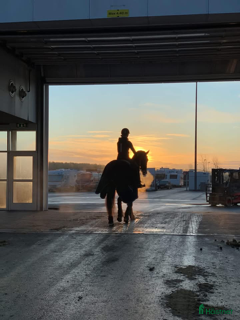  hästjobb Hästskötare sökes i Ekolsund - Annons 14