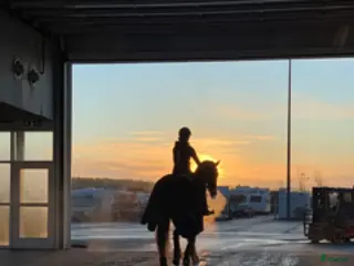 hästjobb Hästskötare sökes i Ekolsund - Annons 14