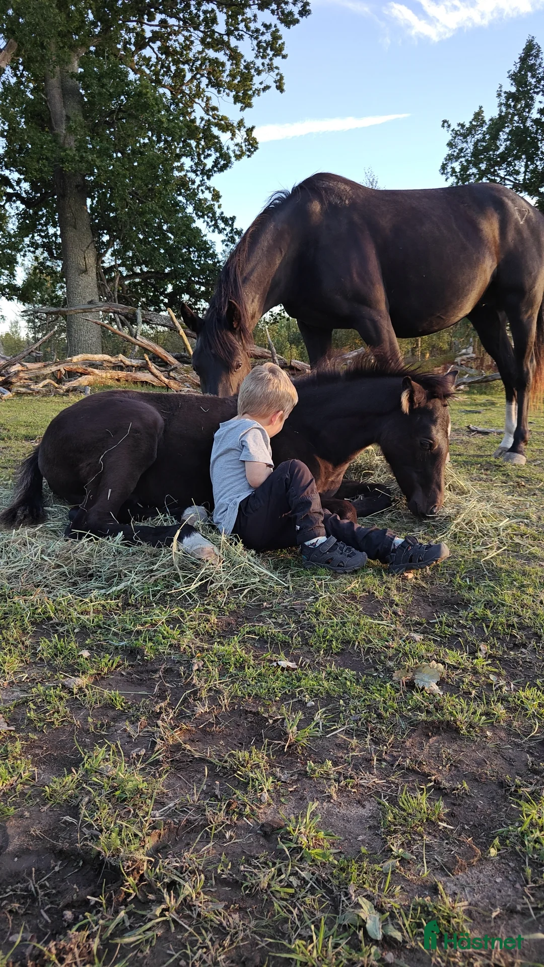Allround hästar till salu: Socialt hingstföl med dressyr- och hoppstam - Annons 1